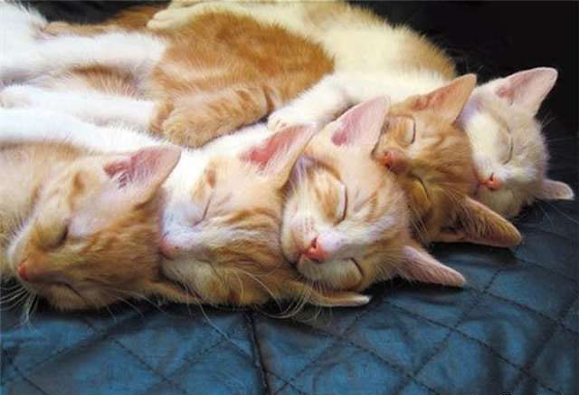 640x436, 76 Kb / обойма, кошки, кот, рыжий