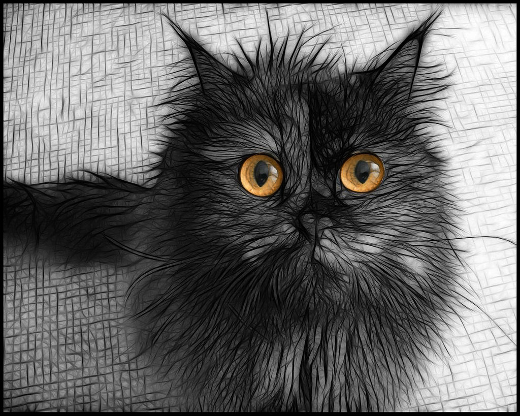 1024x819, 237 Kb / кот