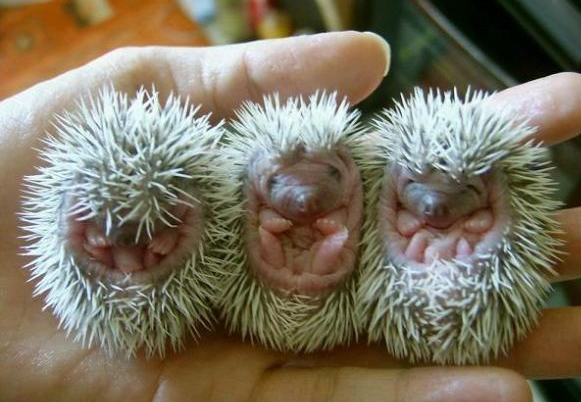 581x402, 196 Kb / ежи, троица