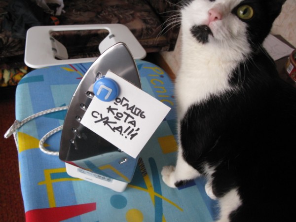 600x450, 56 Kb / кот