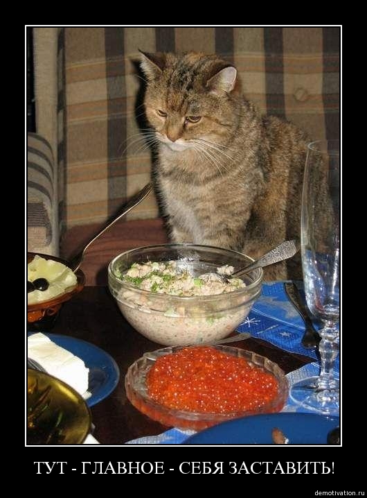 530x718, 148 Kb / демотиватор, кот, икра, задумчивость