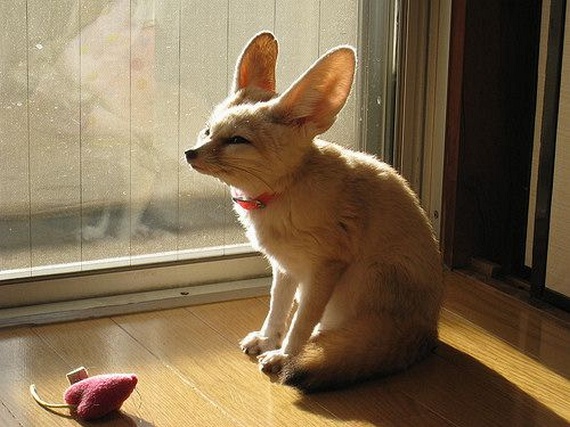 570x427, 100 Kb / лисица, лиса