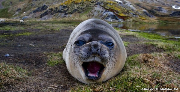 600x307, 72 Kb / тюлень