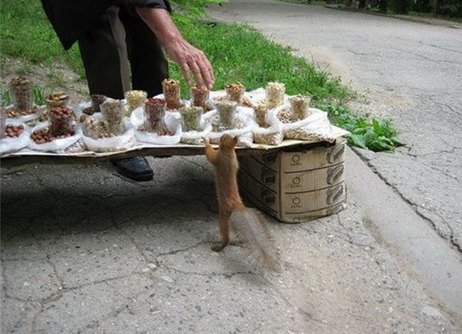 650x470, 102 Kb / белка