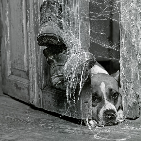 591x591, 203 Kb / собака, ч/б, паутина, ботинки