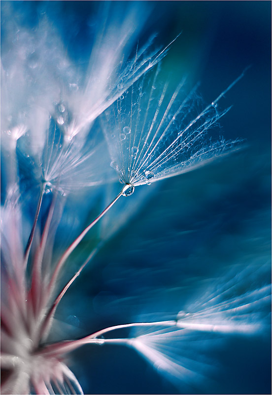 552x800, 133 Kb / одуванчик, макро, роса, капли, синее, голубое