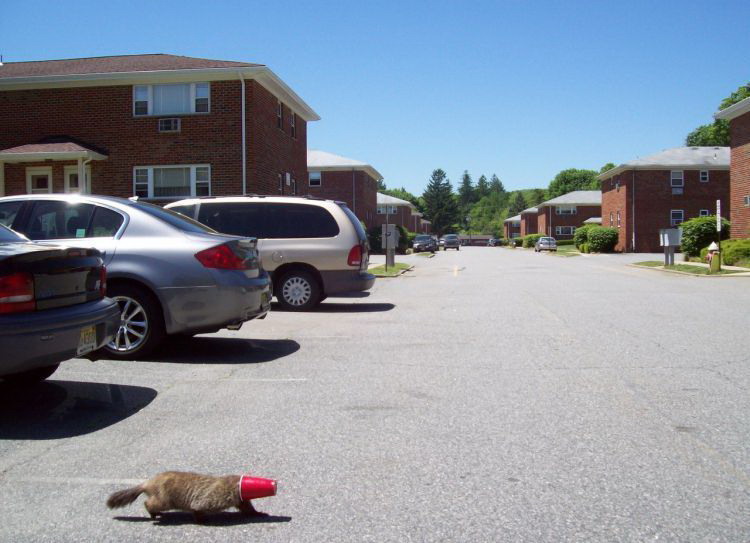 750x543, 85 Kb / навигатор, кот, стакан