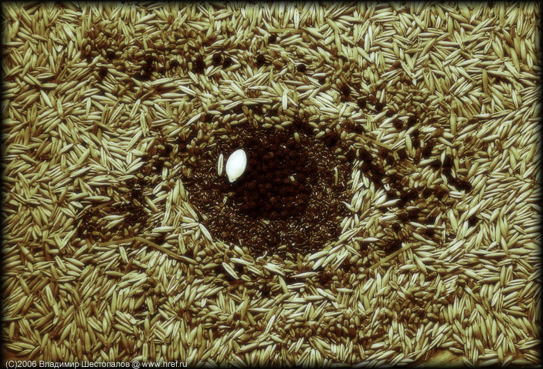 780x530, 214 Kb / зерно, глаз