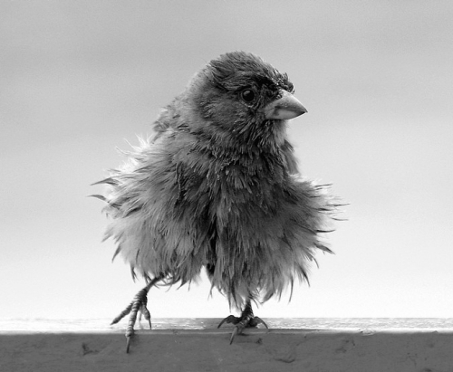 500x411, 104 Kb / птица