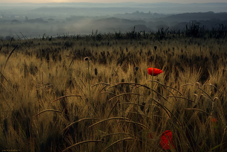 944x635, 216 Kb / поле, пейзаж, закат