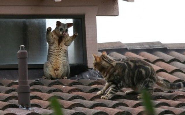 640x398, 36 Kb / кот, крыша