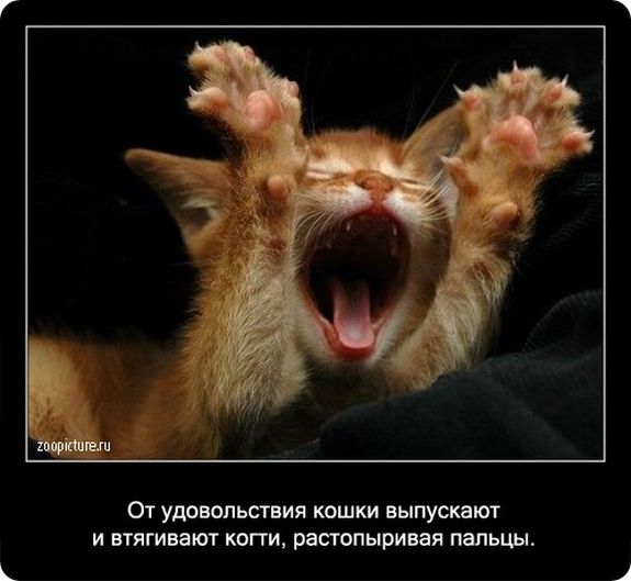 575x529, 39 Kb / коты, кошки