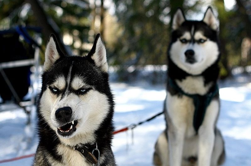 800x530, 67 Kb / хаски, оскал