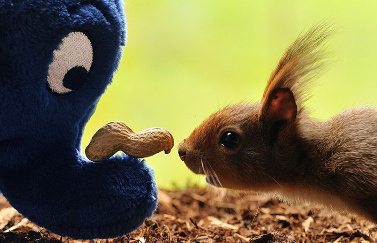 749x482, 94 Kb / белка, орех, слон