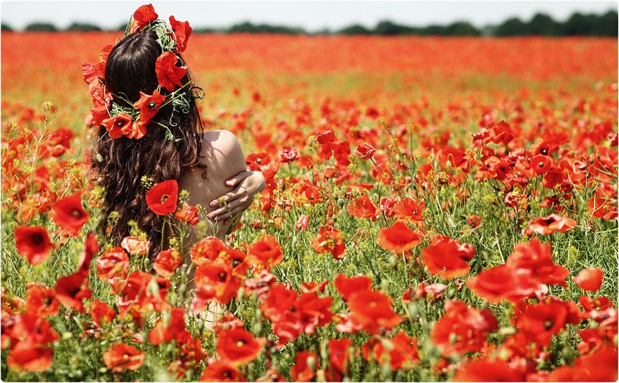 900x557, 139 Kb / поле, маки