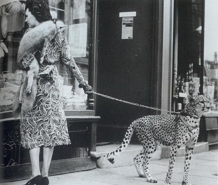 748x635, 208 Kb / леопард