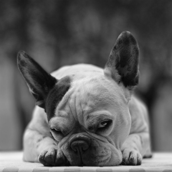 600x600, 44 Kb / собака