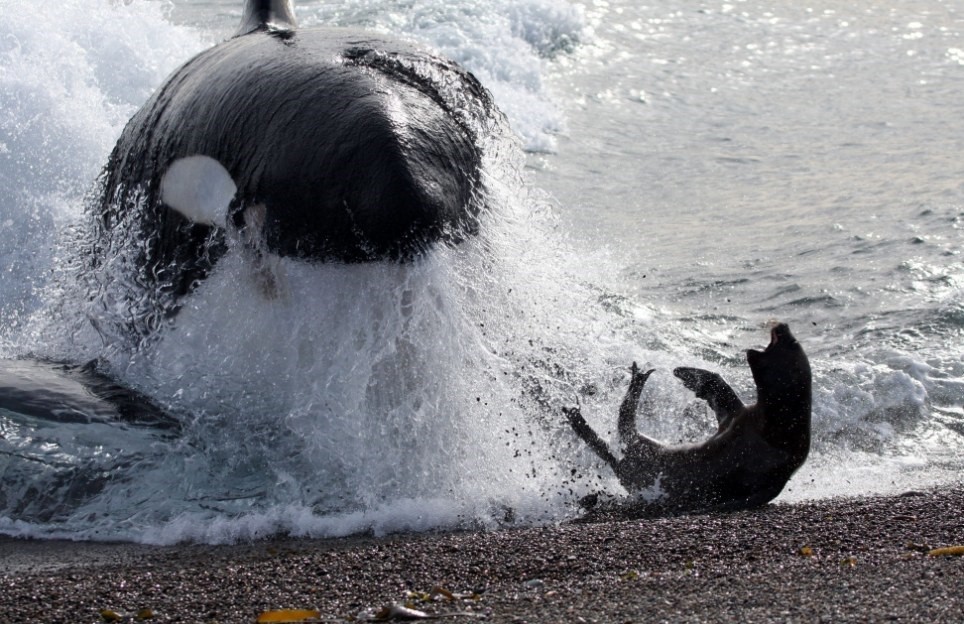 964x624, 176 Kb / касатка, котик, спасение, косатка