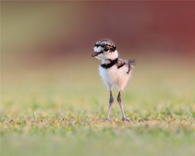 640x514, 36 Kb / птенец