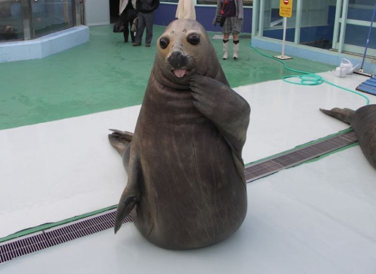 750x546, 77 Kb / тюлень