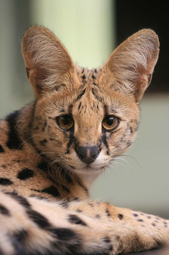 540x817, 72 Kb / кошка, ушастая, уши, сервал