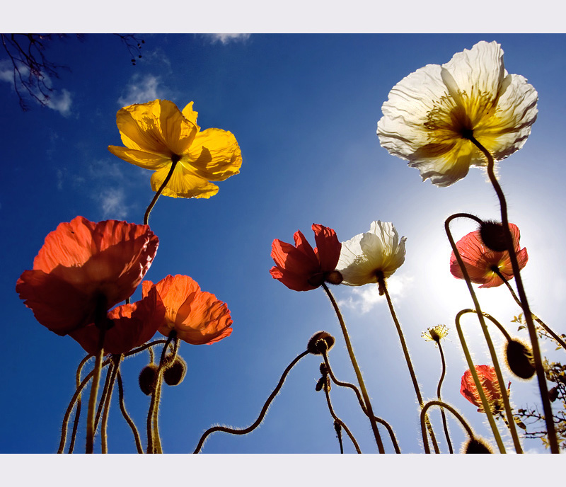 800x688, 195 Kb / маки, поле, небо, солнце, свет, цветы