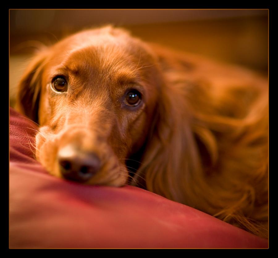 900x835, 55 Kb / собака