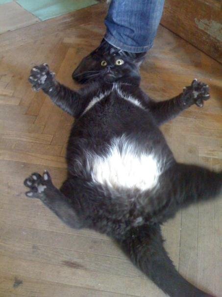 453x604, 44 Kb / кот, толстяк, колбаса