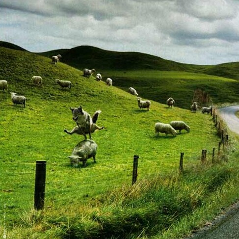 487x487, 83 Kb / волк, овцы, изгородь, прыжок