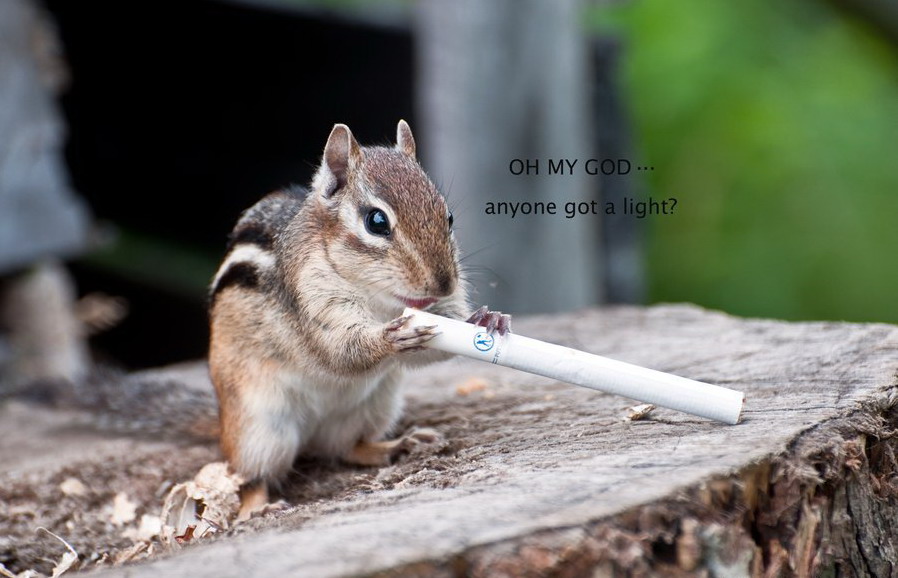 898x578, 111 Kb / укурок, белка, сигарета