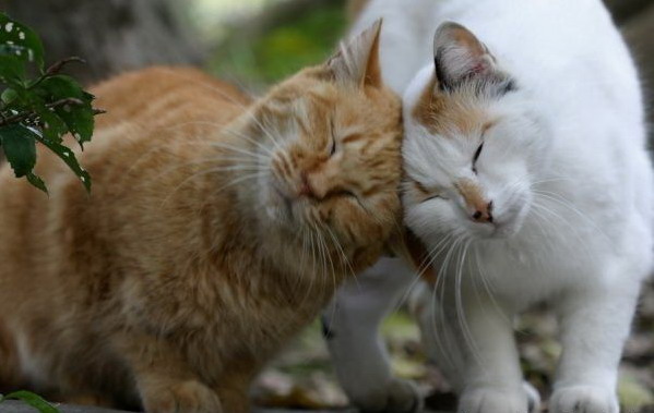 599x379, 49 Kb / кошки