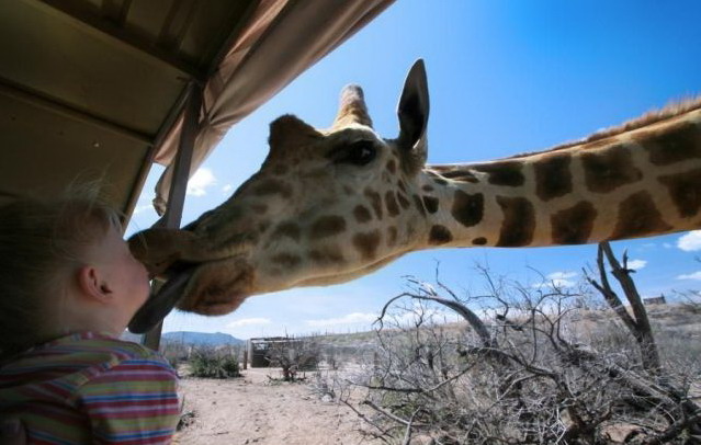 639x406, 70 Kb / жираф