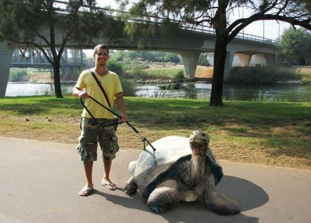 638x458, 94 Kb / черепаха