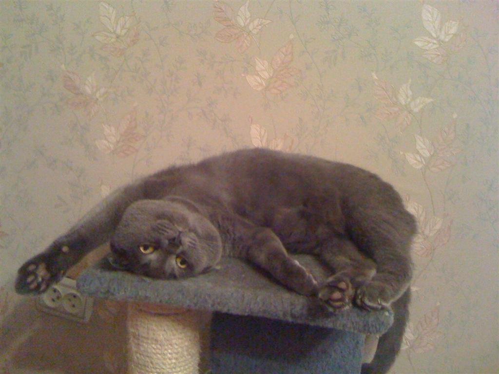 1024x768, 85 Kb / кот, британец