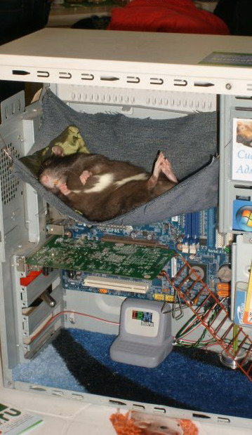 359x620, 85 Kb / крыса