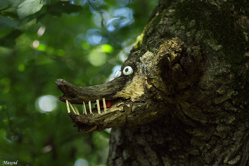 800x532, 108 Kb / медведь, дерево