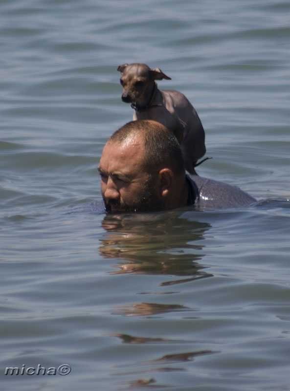 593x800, 71 Kb / собака, мужик, вода