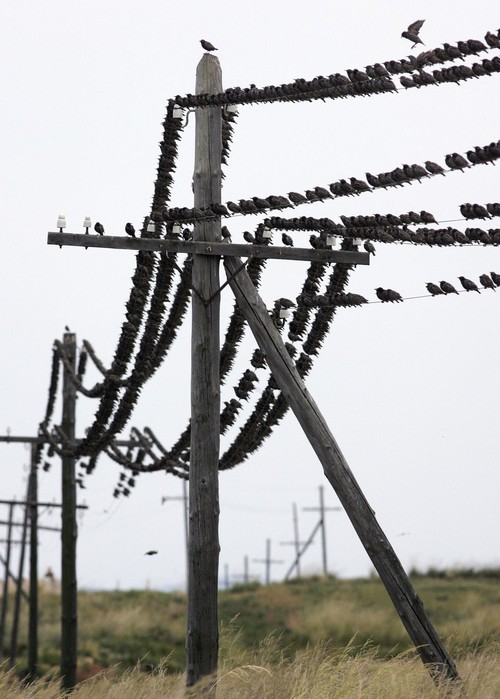 500x699, 87 Kb / птицы, провода, столбы