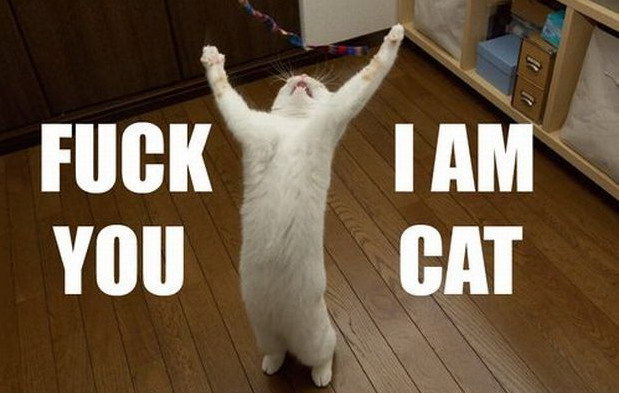 619x393, 62 Kb / кот