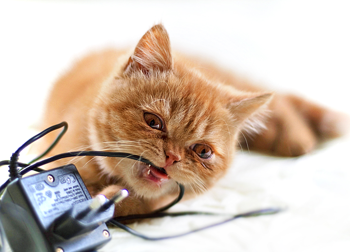 722x520, 294 Kb / котэ, зарядка