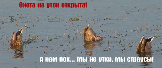 566x239, 80 Kb / вода, озеро, утка, утки, страусы, охота