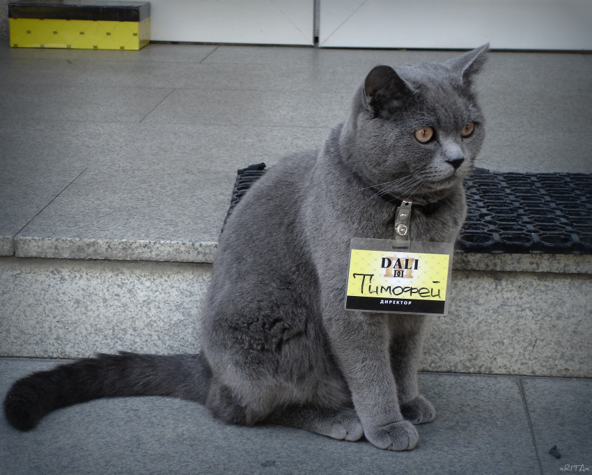 850x682, 206 Kb / кот, директор, Белгород