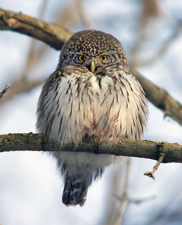 620x768, 127 Kb / птица, сыч