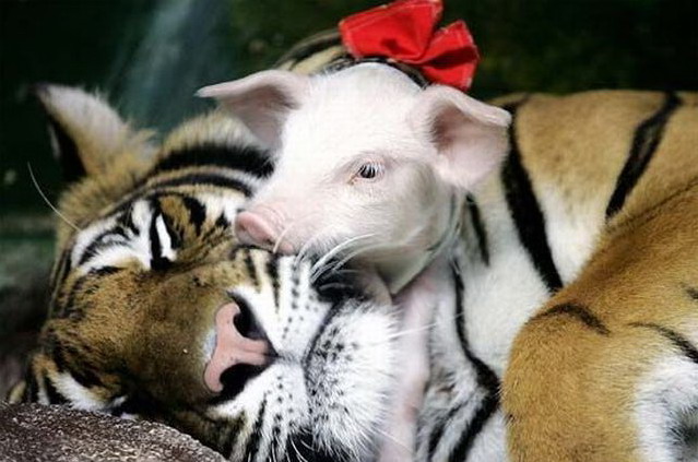 639x423, 76 Kb / тигр, поросенок