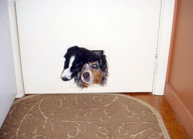 639x459, 63 Kb / собаки, дверь