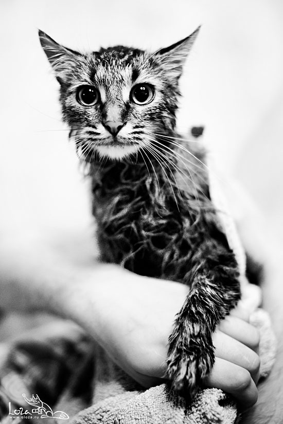 550x825, 76 Kb / кот, мокрый