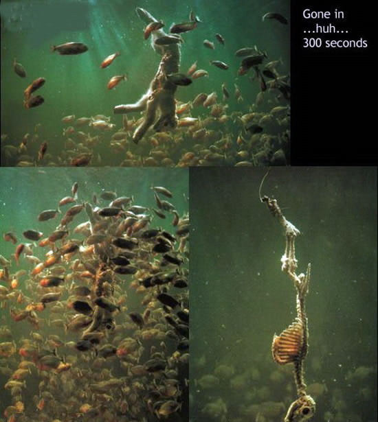 550x615, 75 Kb / пираньи, козел, еда