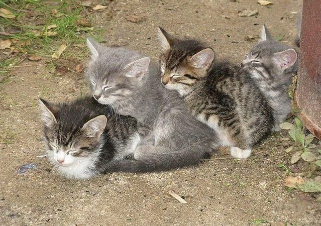 639x450, 148 Kb / котята