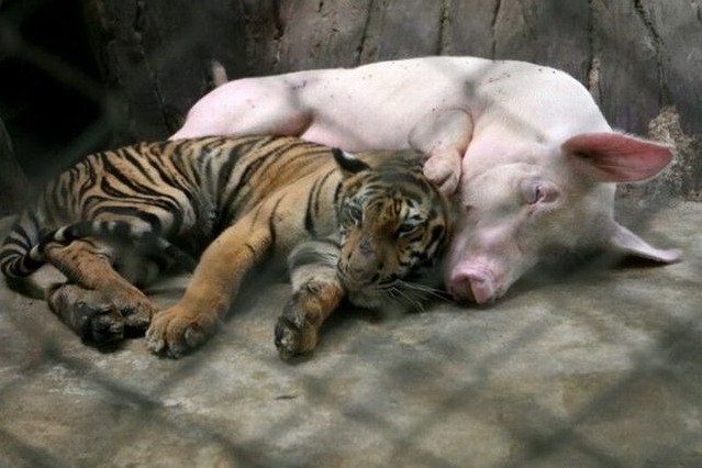 639x426, 69 Kb / тигр, свинья
