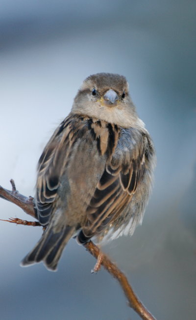 400x651, 32 Kb / сибес